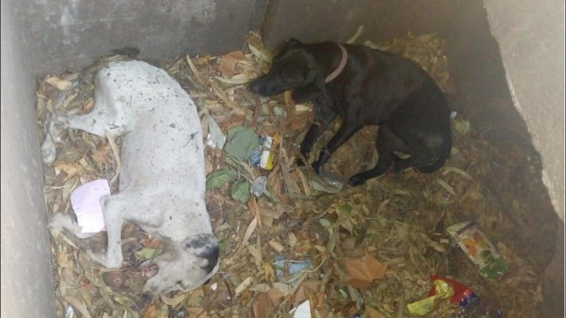 Los perritos arrojadas a la alcantarilla.
