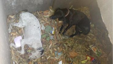 Los perritos arrojadas a la alcantarilla.