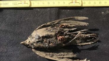 El ave puede ser un ancestro de dos subespecies de alondras vivas hoy.