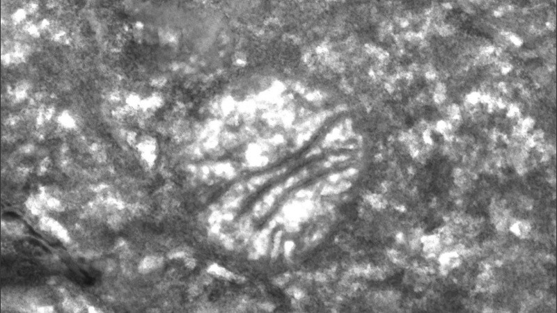 Es la primera vez que este cambio se produce en un animal.