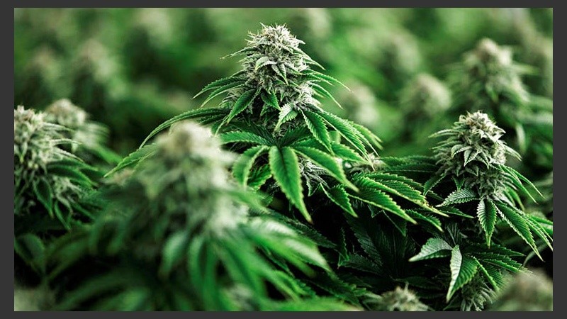 La planta podría proteger al mundo contra el virus covid-19.