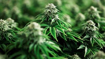 La planta podría proteger al mundo contra el virus covid-19.