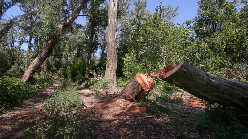 El Monte Caballero sufre tala de árboles, quema de pastizales y se puede ver acumulación de basura. 