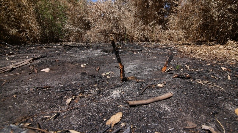 El monte sufre tala de árboles, quema de pastizales y se puede ver acumulación de basura. 