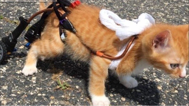 Mac’n’Cheez ya tiene cuatro años y adora jugar.