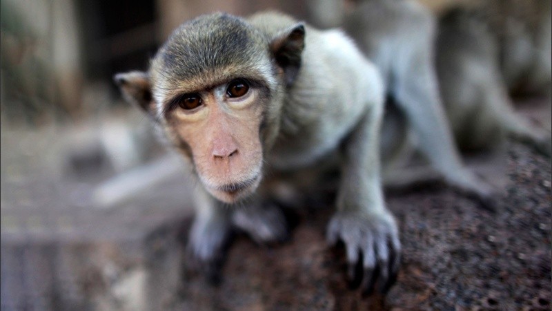 Este tipo de monos son a menudo arrebatados de su madre.