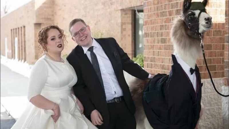  Shocky, la llama, participó de la fiesta con entusiasmo.