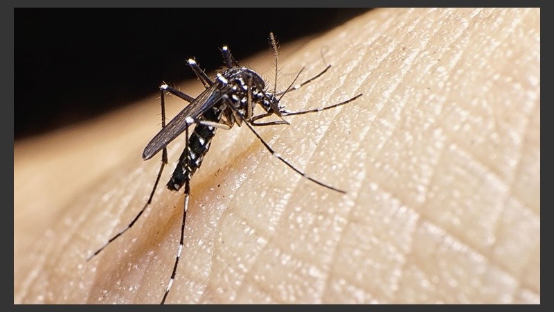 El mosquito Aedes Aegypti actúa como vector, es decir, como transmisor del virus productor de la enfermedad. 