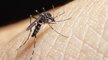 El mosquito Aedes Aegypti actúa como vector, es decir, como transmisor del virus productor de la enfermedad.