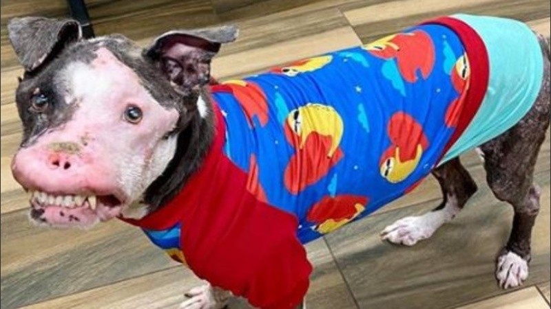 Descartan que se trate de un caso de maltrato animal. 