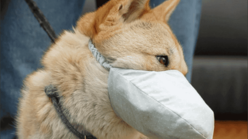 Piden no poner barbijos a los perros porque se estresan.