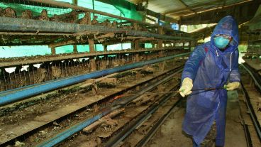 Para contener la infección, un total de 12.000 aves fueron sacrificadas y enterradas.