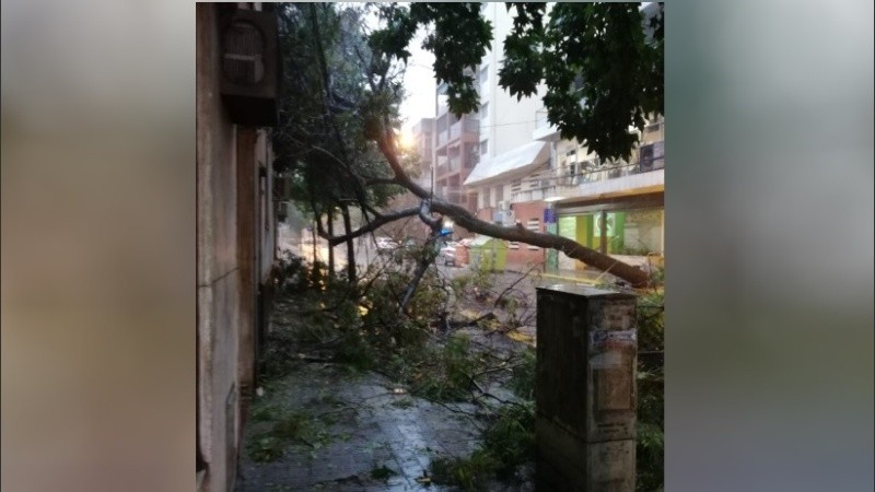 El árbol quedó tendido en la calle Buenos Aires entre Zeballos y Montevideo.