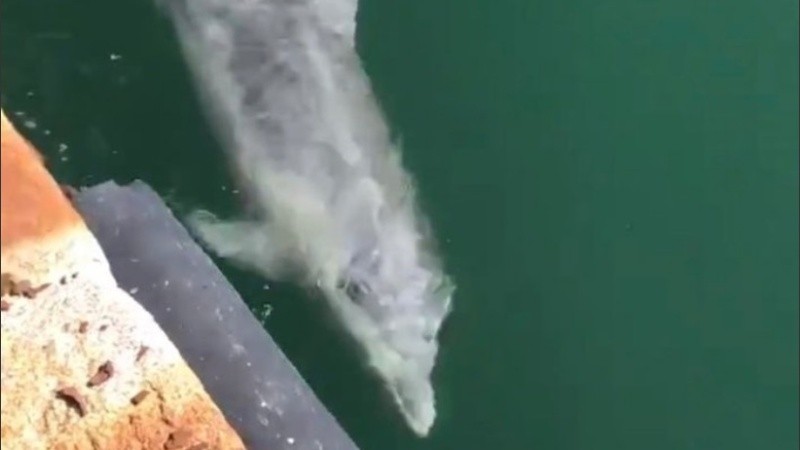 Hacía 60 años que estos animales no se veían en las costas de Venecia.