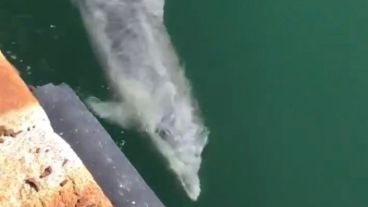 Hacía 60 años que estos animales no se veían en las costas de Venecia.