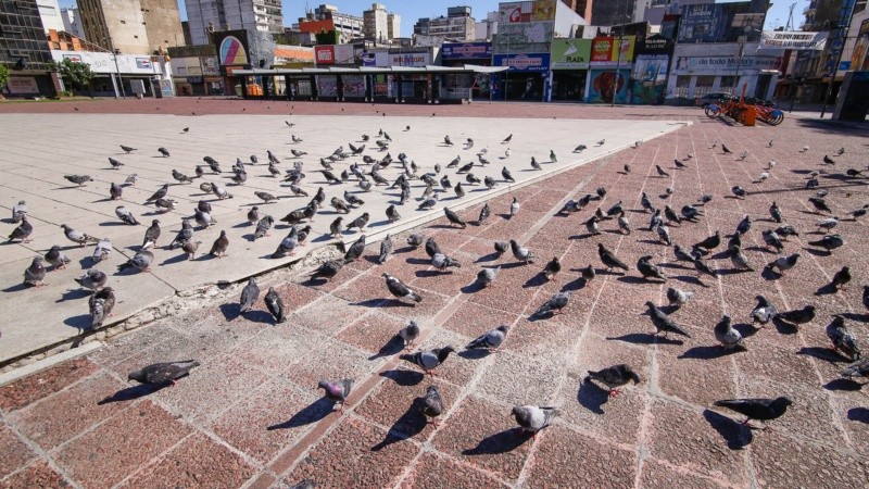 Las palomas de plaza Montenegro se quedaron sin personas que las alimenten. 
