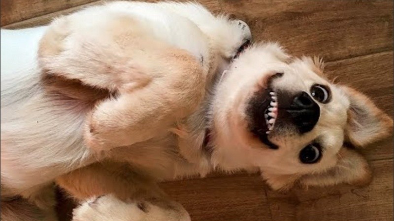 Me pareció ver un lindo perrito