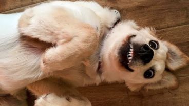 Me pareció ver un lindo perrito