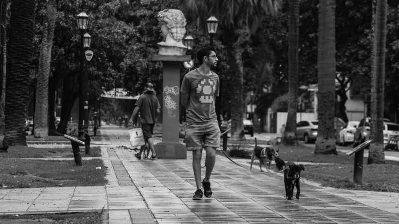 El cantero central de bulevard Oroño este viernes por la mañana.