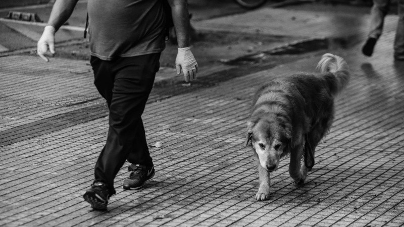 Los perros y los paseos a lo largo de toda la ciudad.
