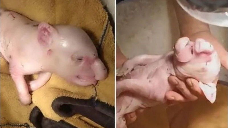 El animalito no logró sobrevivir.