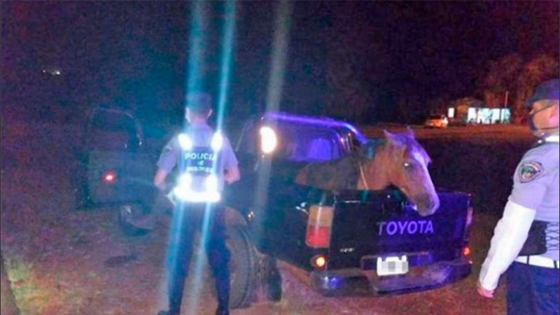 El hombre quedó detenido y el equino fue entregado a un familiar.