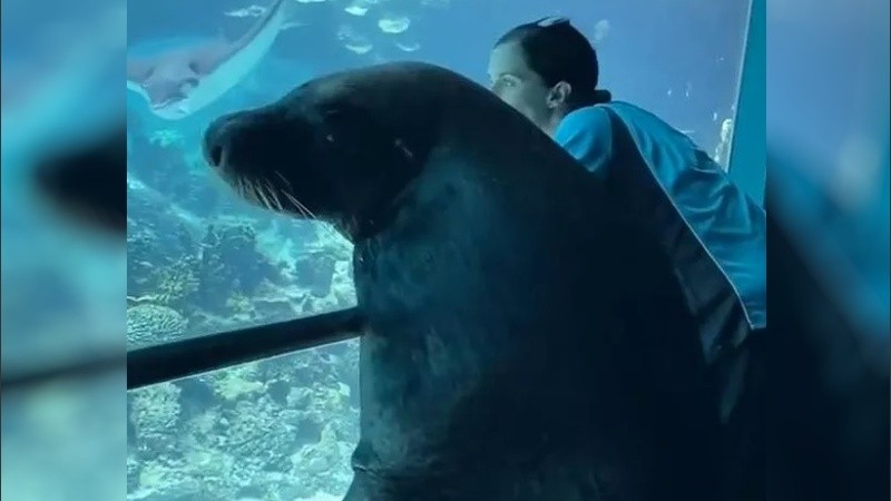 Birri Junior, durante el paseo.