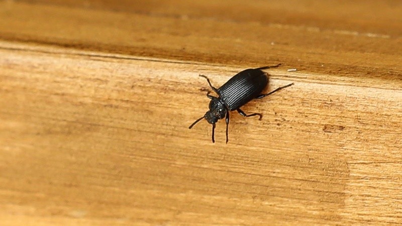 “Su aparato bucal es de tipo masticador y no picador