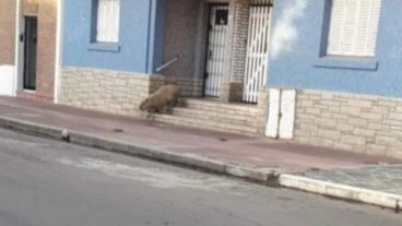 Pica al carpincho en el edificio.