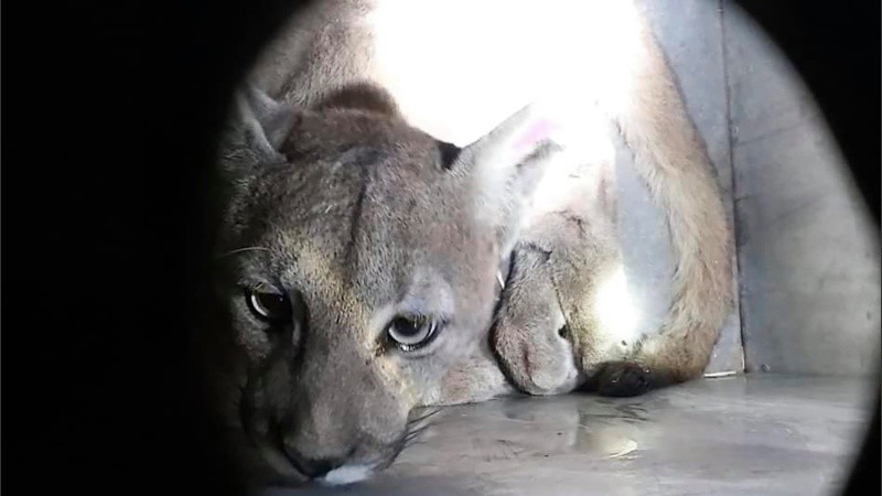 El puma fue capturado y llevado a su hábitat.