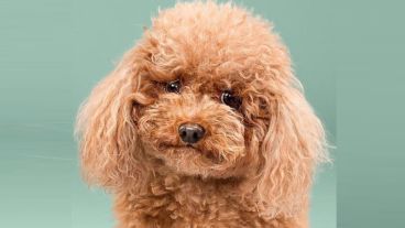 Un caniche en el origen de una pelea.