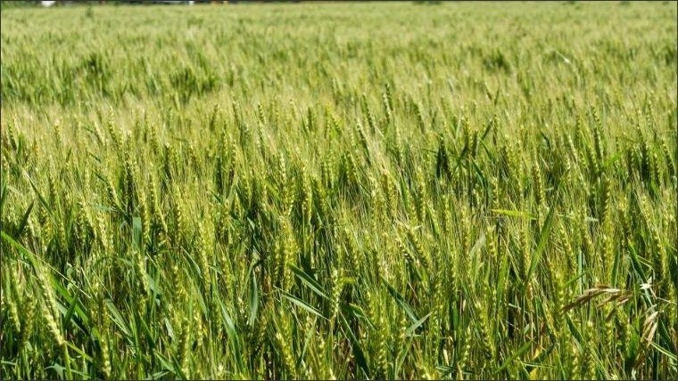 Se viene de una cosecha récord de trigo en 2019.