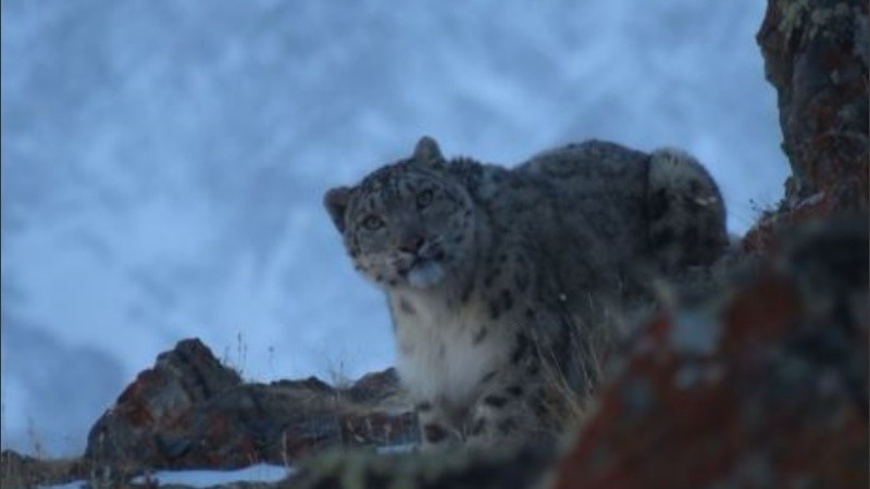 El leopardo de las nieves es un mamífero que vive en altitudes superiores a los seis mil metros.