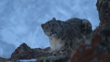 El leopardo de las nieves es un mamífero que vive en altitudes superiores a los seis mil metros.