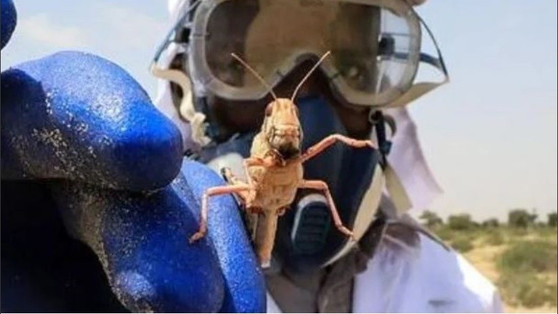 La plaga afectó la región oriental del continente africano.