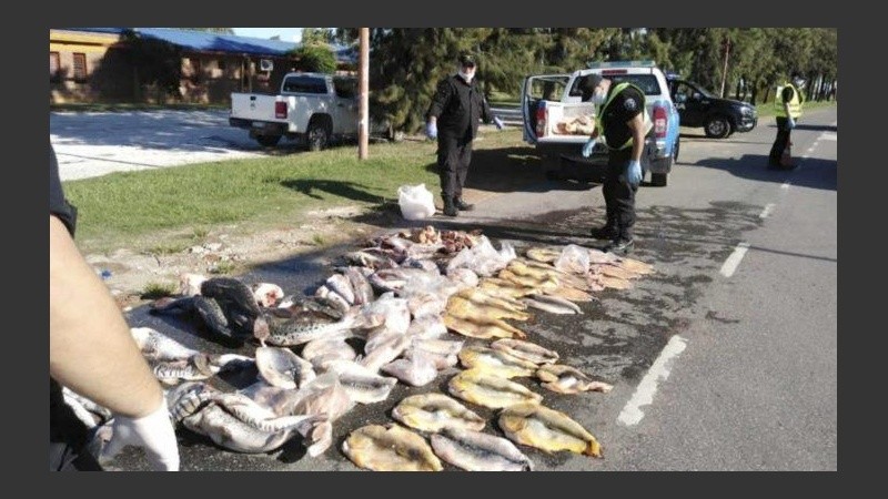 Uno de los secuestros de peces en rutas de Santa Fe. 