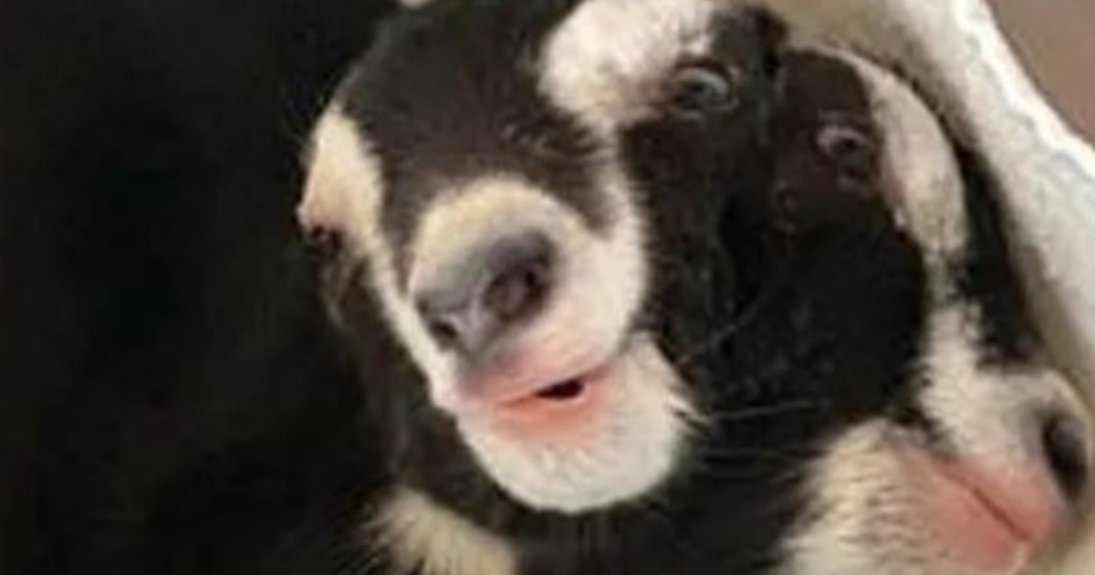 Nació una cabra con dos cabezas y come por ambas bocas Rosario3