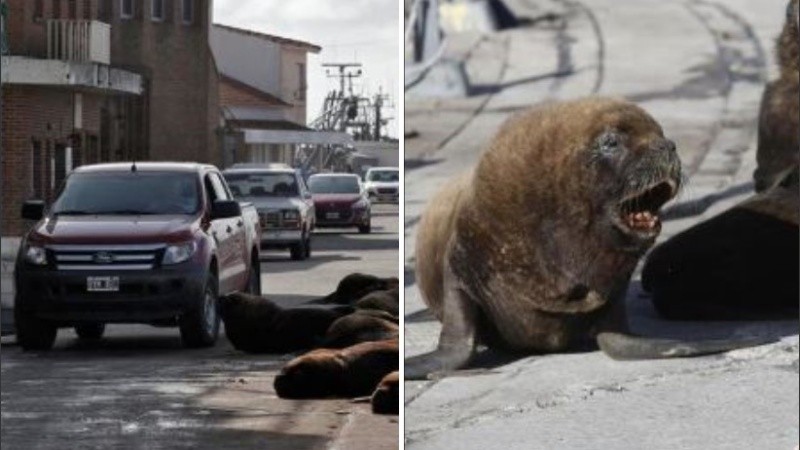 Son animales muy tímidos, que huyen ante la mínima presencia del ser humano. 