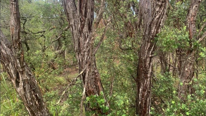 La ONG reta a esforzarse para detectar al animal.
