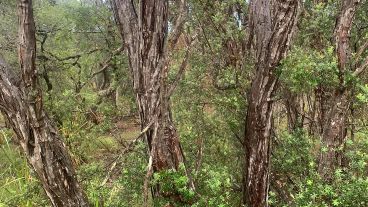 La ONG reta a esforzarse para detectar al animal.