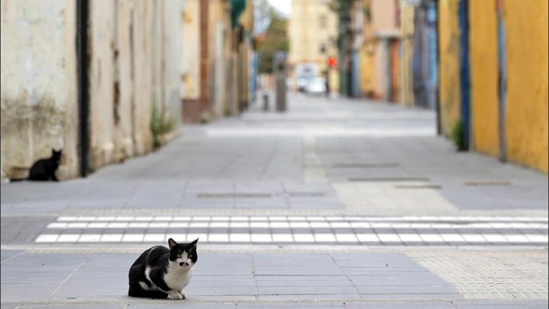 Los gatos dieron positivo en una prueba de veterinaria.