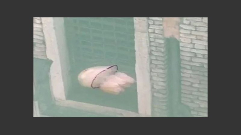  Las imágenes se convirtieron en todo un fenómeno en redes sociales.