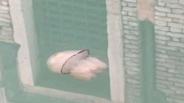 Las imágenes se convirtieron en todo un fenómeno en redes sociales.