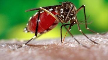 El Aedes Aegypti, transmisor del dengue.