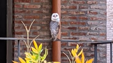 La simpática y curiosa lechuza en el balcón de barrio Martin.