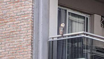 La simpática y curiosa lechuza en el balcón de barrio Martin.