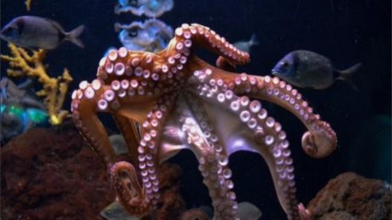 No hubo certezas con respecto al origen del octópodo.