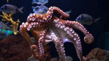 No hubo certezas con respecto al origen del octópodo.