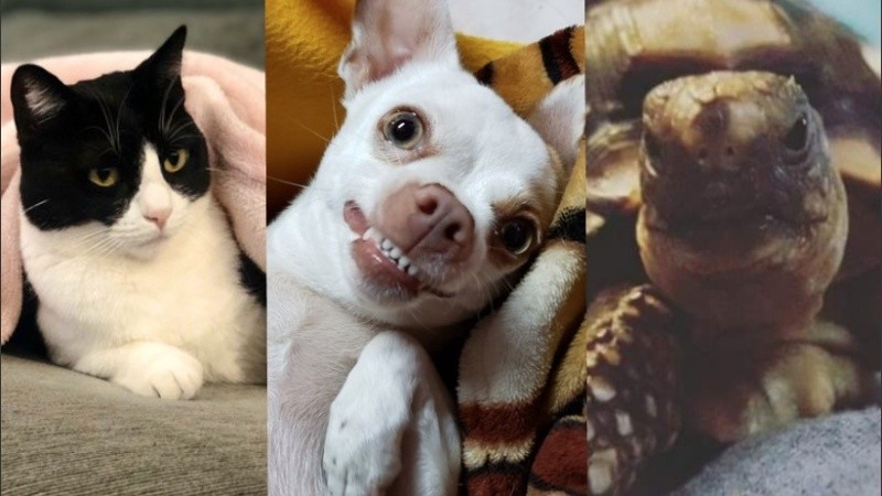 A estos tres, y al resto, feliz Día del Animal.