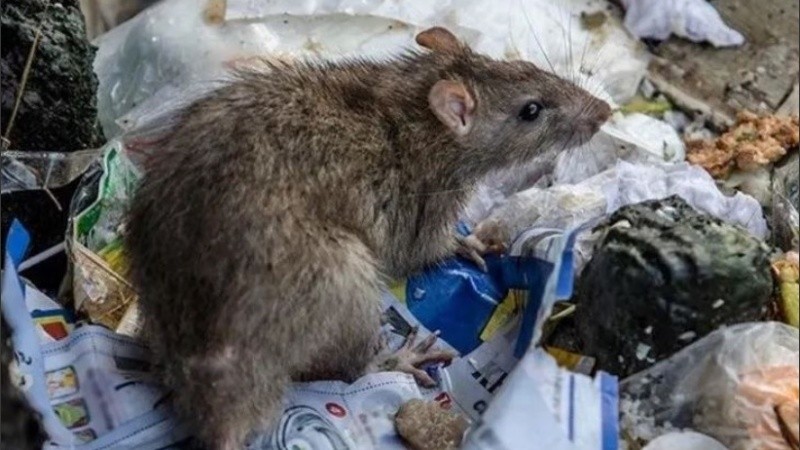 La leptospira puede estar presente en la orina de animales como roedores.